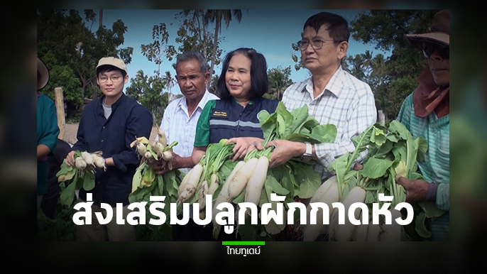 ผวจ.สุรินทร์ ส่งเสริมปลูกผักกาดหัว ตามคำขวัญจังหวัด เผย มีการปลูกลดลง ทั้งที่ปลูกง่ายได้ราคาใช้เวลาแค่ 45 วัน