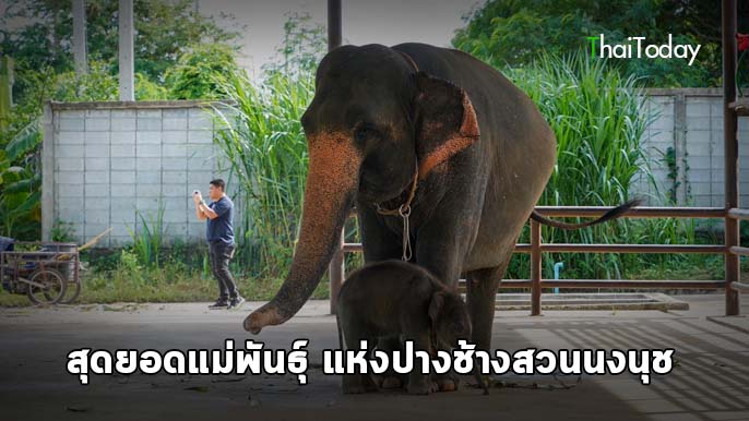 สุดยอดแม่พันธุ์แห่งปางช้างสวนนงนุชพัทยา “พังน้องพร” แม่ช้างพันธุ์แชมป์ ผลิตลูกคุณภาพ 6 เชือกรวด