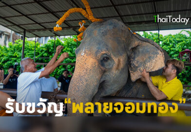 สวนนงนุชพัทยา จัดพิธีรับขวัญลูกช้าง “พลายจอมทอง” เชื่อมสายใยแห่งความผูกพันกับ “น้องข้าวต้ม” ลูกช้างป่าพลัดหลง สวนนงนุชพัทยา จัดพิธีรับขวัญลูกช้าง “พลายจอมทอง” เชื่อมสายใยแห่งความผูกพันกับ “น้องข้าวต้ม” ลูกช้างป่าพลัดหลง