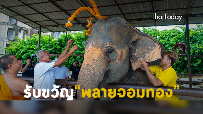 สวนนงนุชพัทยา จัดพิธีรับขวัญลูกช้าง “พลายจอมทอง” เชื่อมสายใยแห่งความผูกพันกับ “น้องข้าวต้ม” ลูกช้างป่าพลัดหลง สวนนงนุชพัทยา จัดพิธีรับขวัญลูกช้าง “พลายจอมทอง” เชื่อมสายใยแห่งความผูกพันกับ “น้องข้าวต้ม” ลูกช้างป่าพลัดหลง